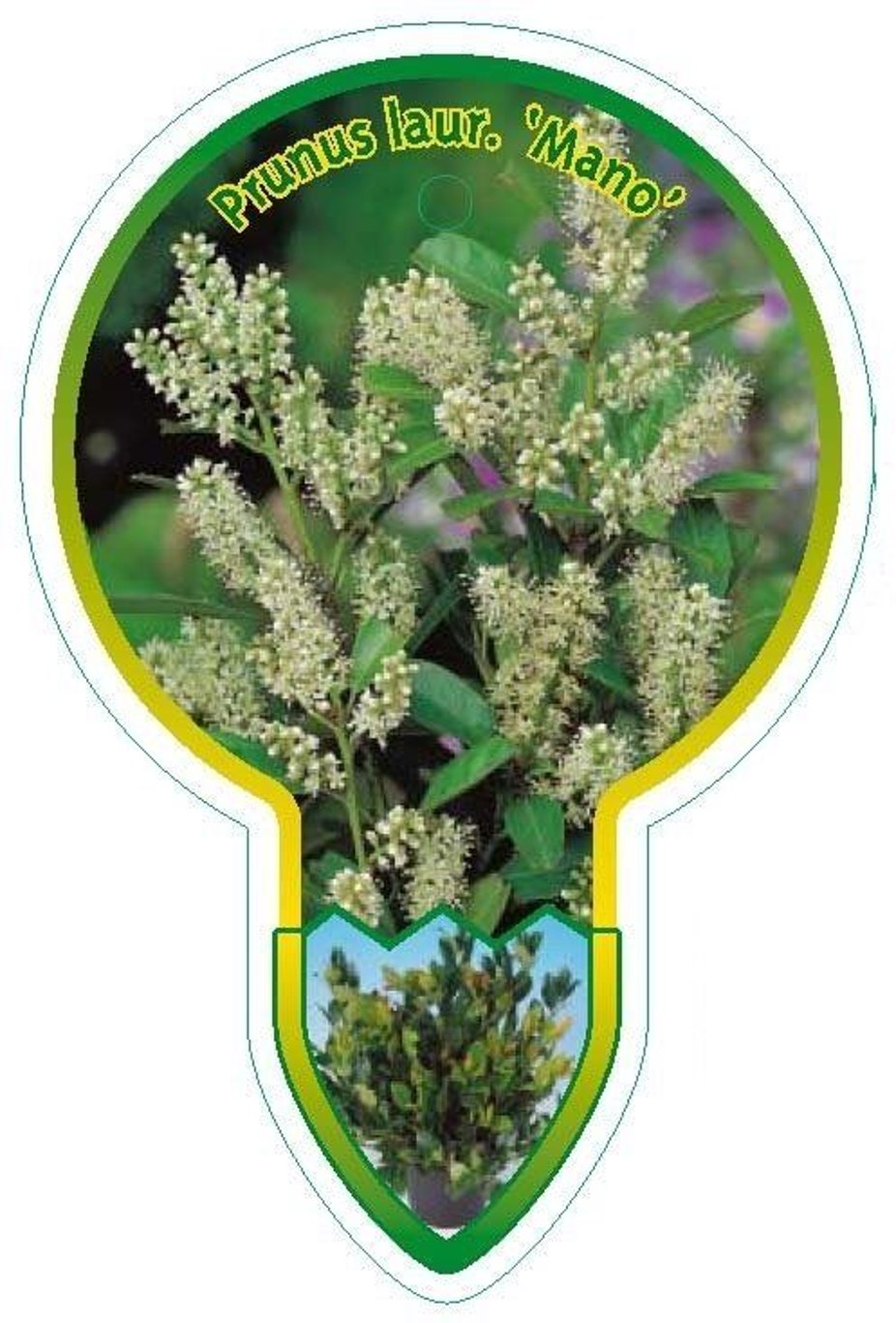 Prunus l. 'Mano' - 80 CM Stem C5